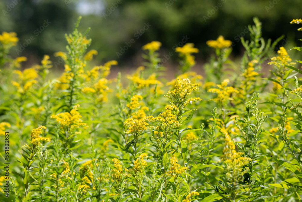 Obraz premium Goldenrod Flowers