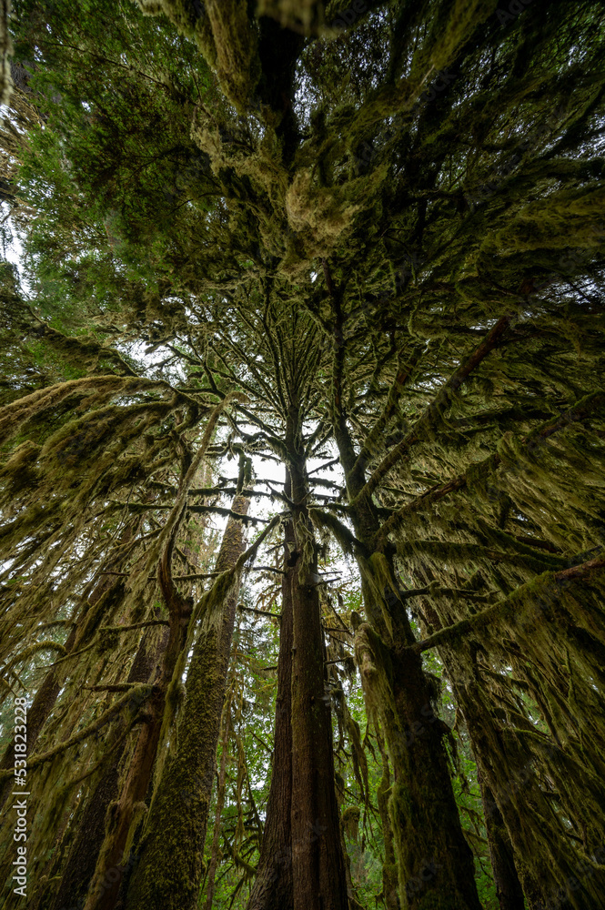 Fototapeta premium Upward view of Hoh Rain Forest canopy in Olympic National Park, Washington.