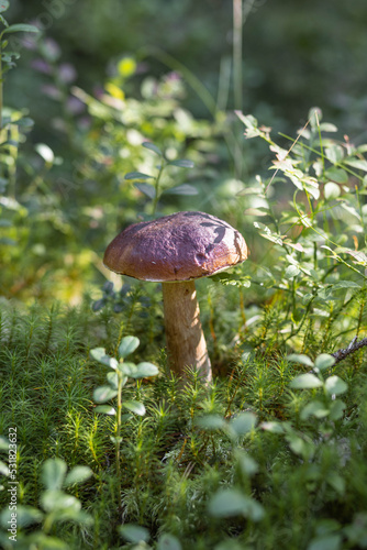A forest edible brown boletus mushroom growing in a natural background. Karelia