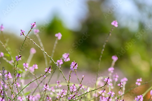 Vervain (Verbena officinalis var. grandiflora 'Bampton’)