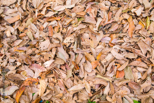 Background textures of brown yellow leaves Background,old leaf.
