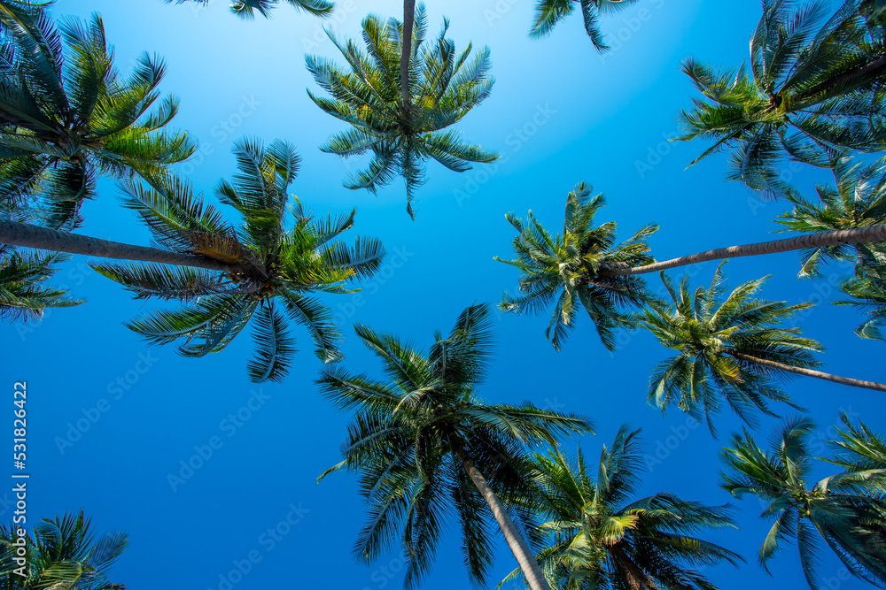 Obraz premium Coconut palm trees as natural ,background,
