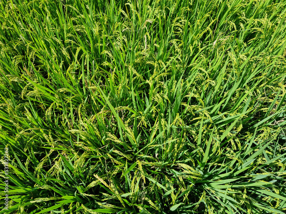 close up summer Green rice field.