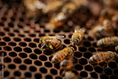 plano detalle de abeja con polen dentro de su colmena photo