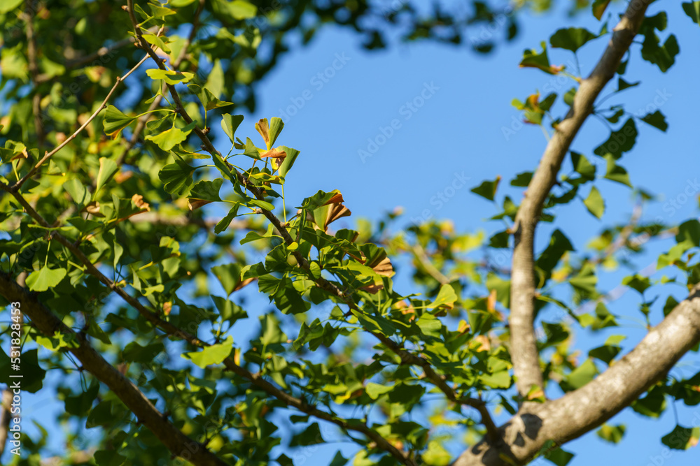 Branches of the ginko tree against the blue sky Branches of the ginko tree against the blue sky