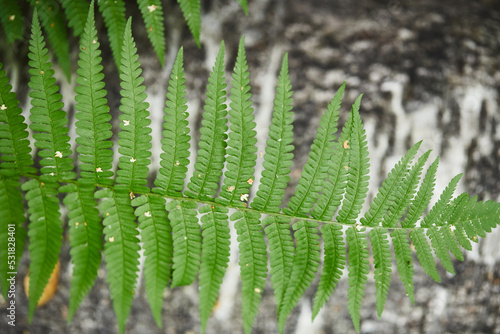 Wild fern in the forest near Moscow. Polypodiophyta. Front view.
