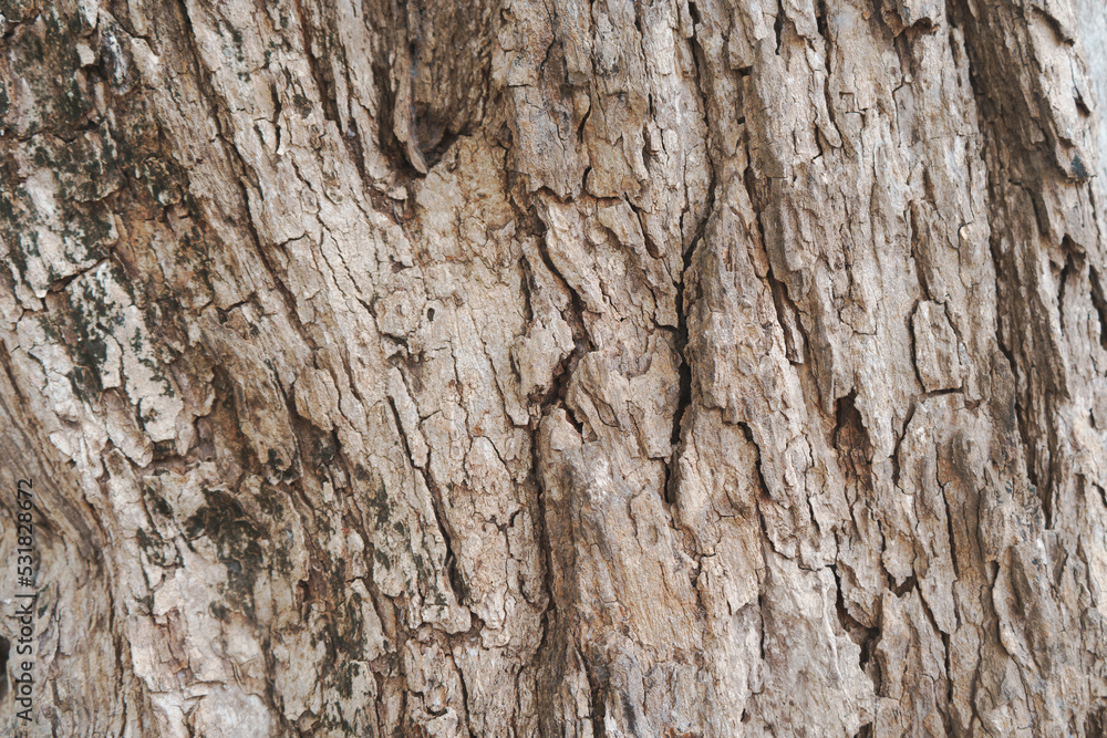 dry tree bark texture background dry tree bark texture background