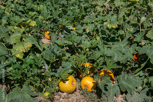Pumpkins in Pumpkin Patch ready to harvest