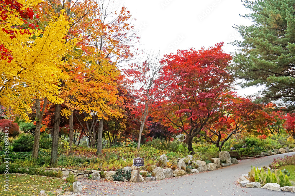 Naklejka premium The autumn season leaf in south Korea