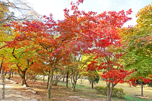 The autumn season leaf in south Korea