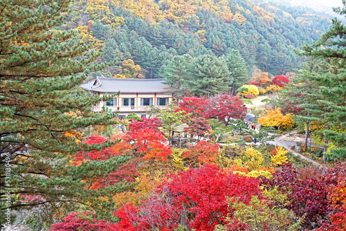 The autumn season leaf in south Korea © Sarin
