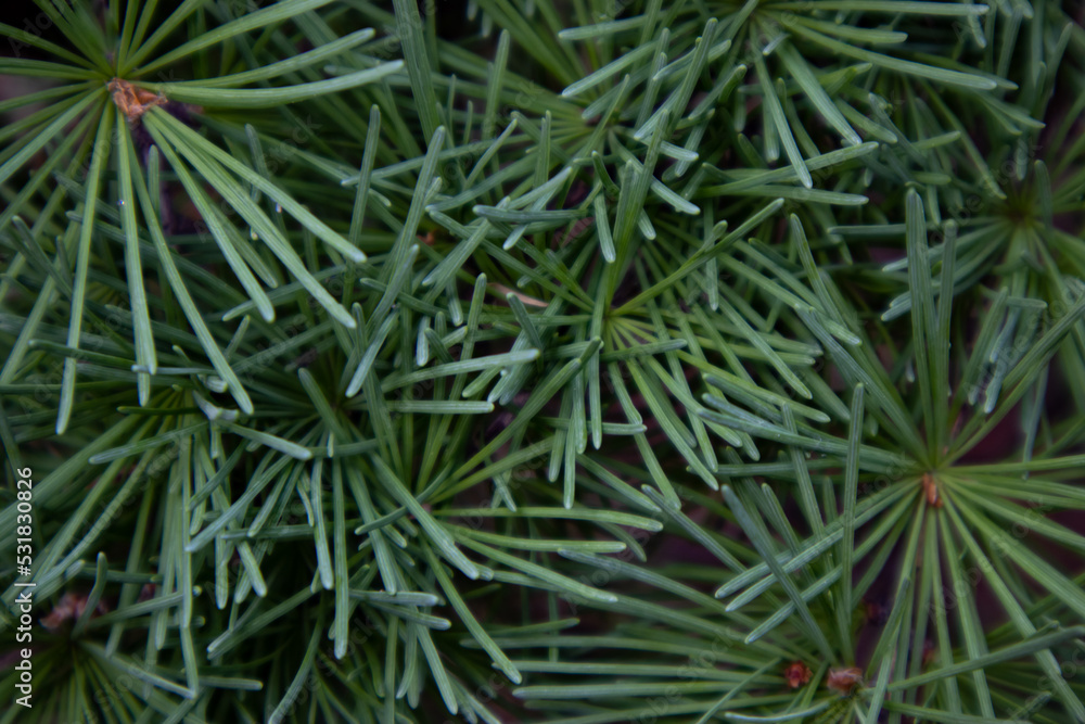 Branches of coniferous trees in close-up. Natural background.