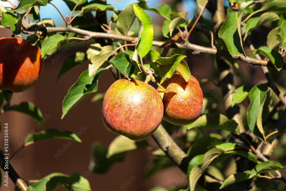 apples on a tree. apple tree in the garden. apple orchard in Italy. ripe apples on a tree in the garden. juicy fruits. apple cultivation apples on a tree. apple tree in the garden. apple orchard in Italy. ripe apples on a tree in the garden. juicy fruits. apple cultivation