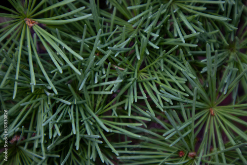 Branches of coniferous trees in close-up. Natural background.
