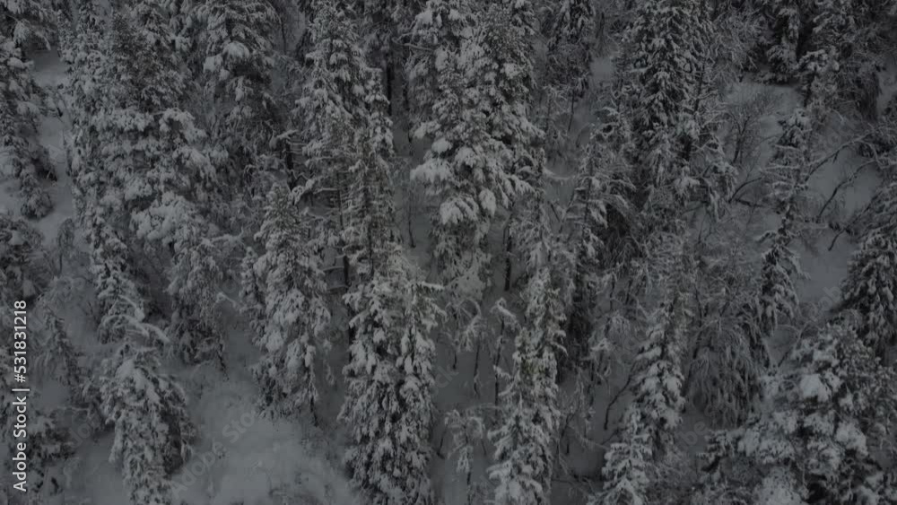 black and white snow black and white snow