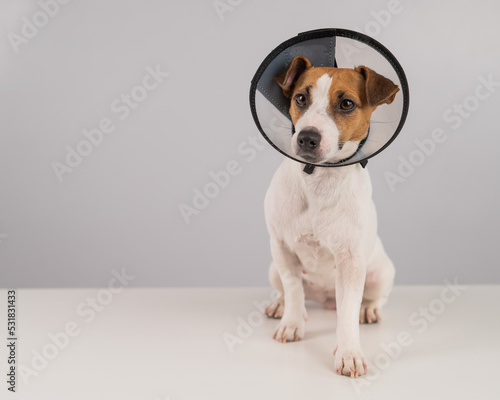 Jack Russell Terrier dog in plastic cone after surgery. Copy space. 