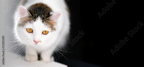 White kitten with yellow eyes on a black background with a light flare in the frame, banner