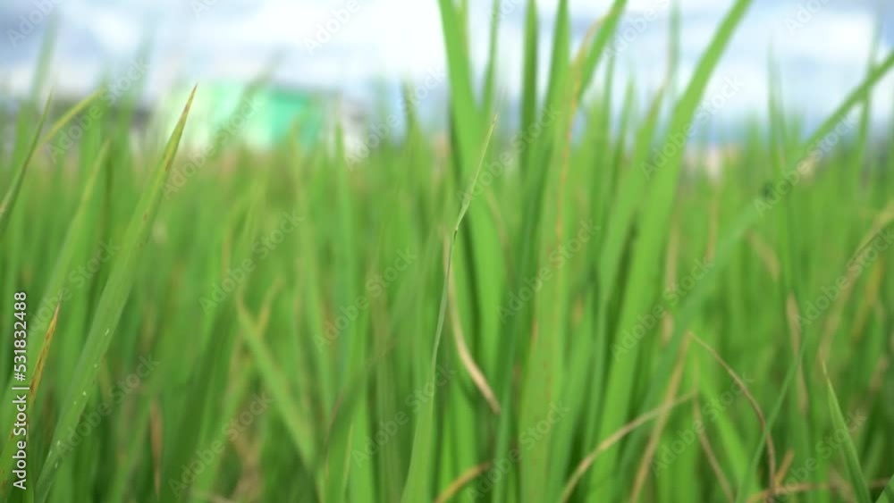 Rice Plant on the edge of the rice field taken from a low angel view