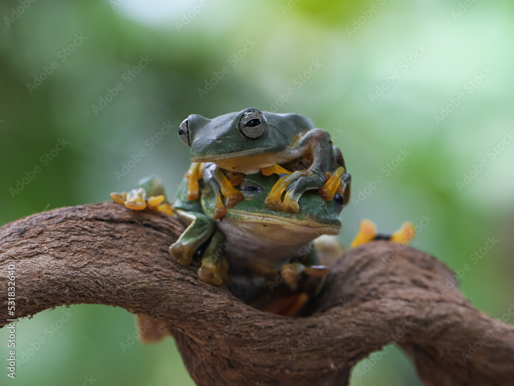 Obraz premium frog on a leaf