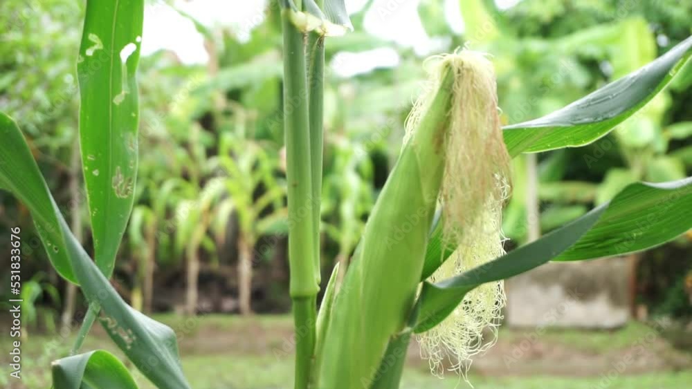Close up of corn tree at the field. corn tree agriculture Close up of corn tree at the field. corn tree agriculture