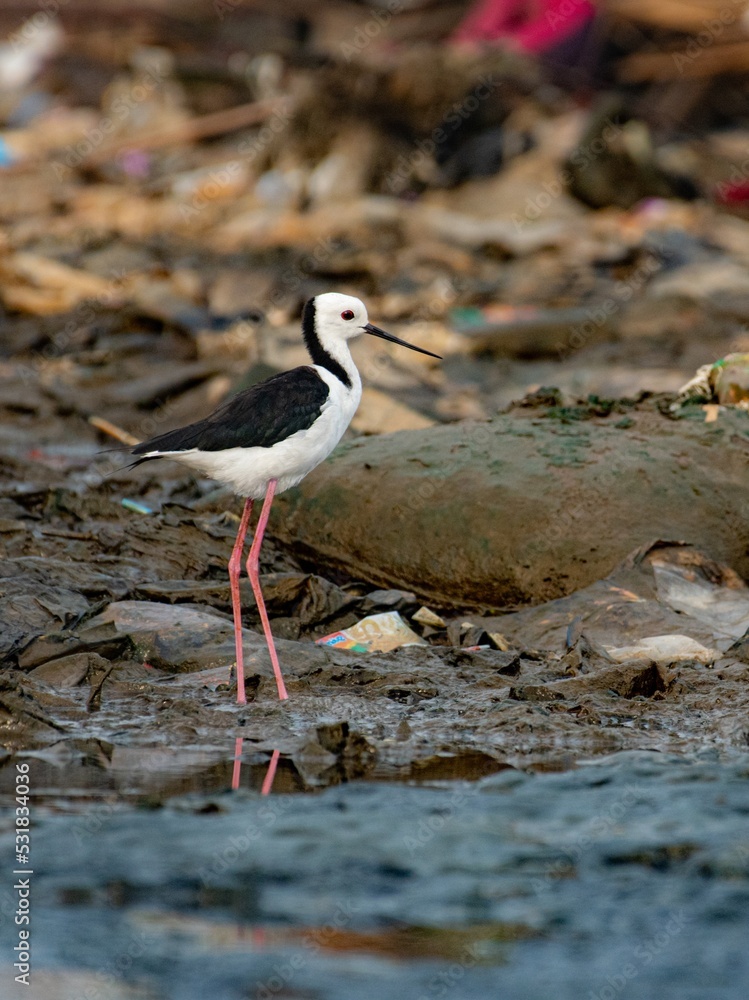 Obraz premium black headed gull
