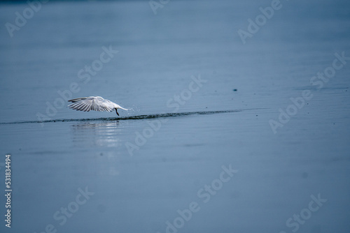 Seagull flying over the sea