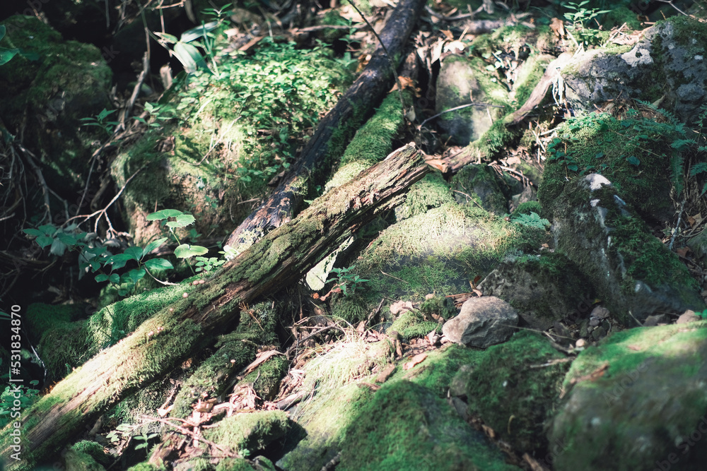 Fototapeta premium 苔で覆われた岩や倒木（北海道知床）