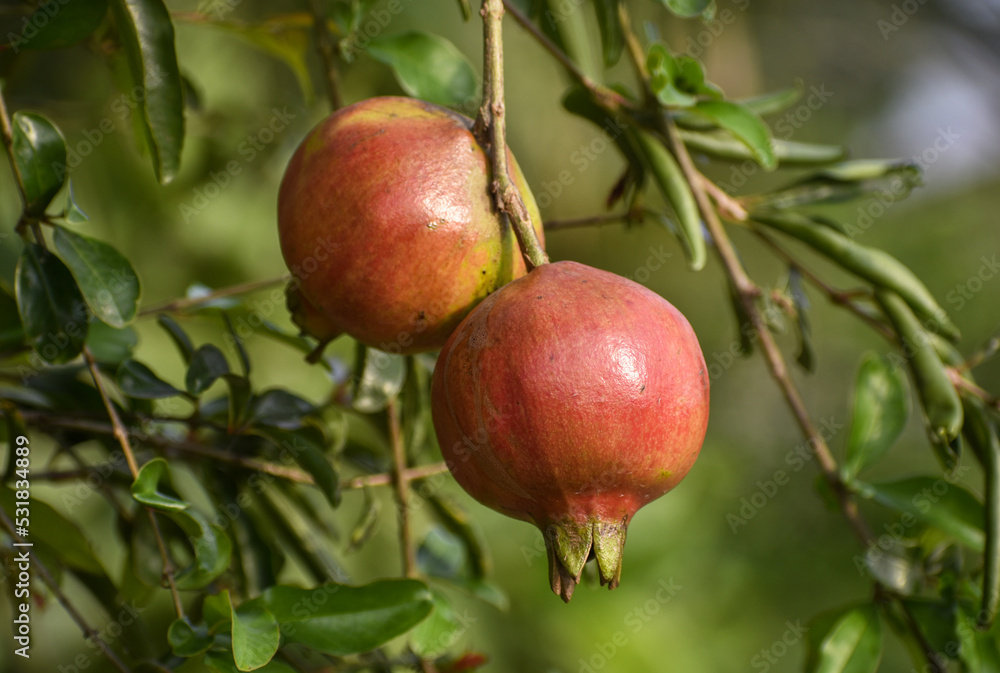 Ripe Colorful Pomegranate Fruit on Tree Branch Ripe Colorful Pomegranate Fruit on Tree Branch