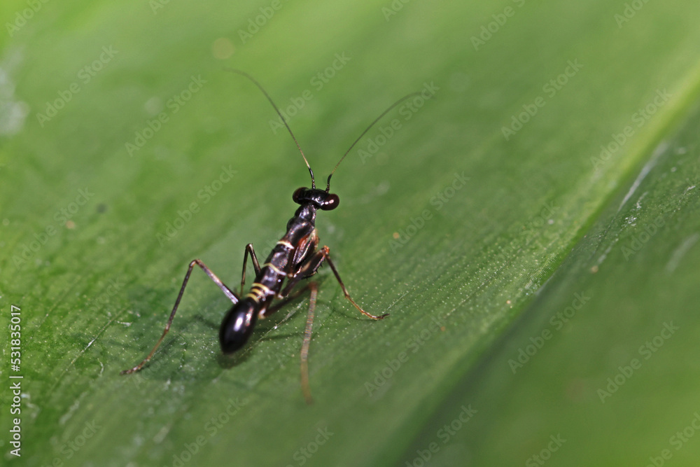 Fototapeta premium a grasshopper on a green leaf