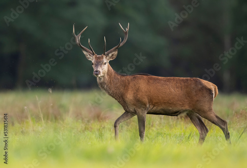 European deer male buck   Cervus elaphus   during rut