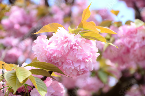 close-up of pink double cherry blossoms in Japanese spring