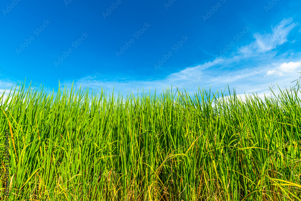 Rice field green grass with field cornfield or in Asia country agriculture harvest with air atmosphere bright blue sky background abstract clear texture with white clouds. Rice field green grass with field cornfield or in Asia country agriculture harvest with air atmosphere bright blue sky background abstract clear texture with white clouds.