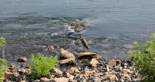 Crane on shore of Columbia River. Natural wildlife preserve near spillway of McNary Dam is a 1.4-mile long concrete river dam spans the Columbia River. Operated by the U.S. Army Corps of Engineers. photo