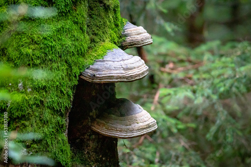 Mushroom Polyporus in the natural environment in National Park Sumava, Czech Republic.