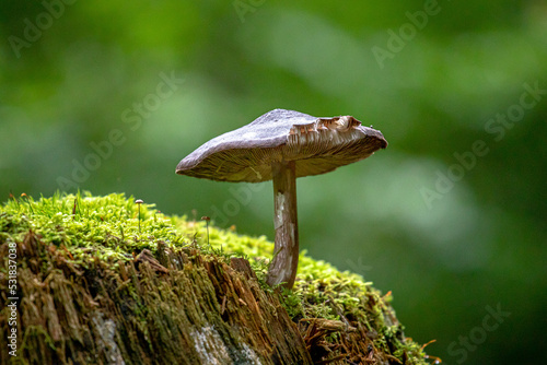 Mushroom in the natural environment in National Park Sumava, Czech Republic.