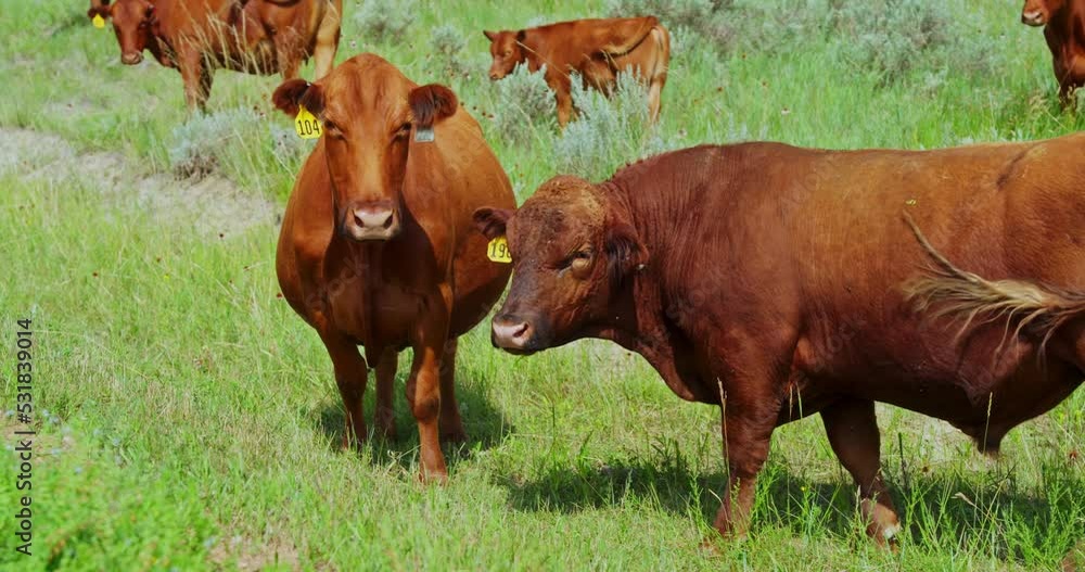Beefmaster Cows Grazing and Looking Around In Open Green Field. close up Beefmaster Cows Grazing and Looking Around In Open Green Field. close up