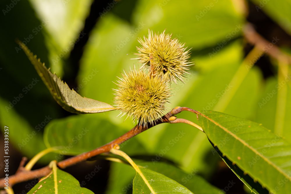 chestnut about to ripen on the chestnut tree branch in early autumn chestnut about to ripen on the chestnut tree branch in early autumn