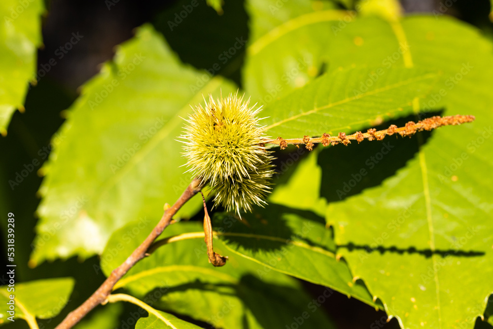 chestnut about to ripen on the chestnut tree branch in early autumn chestnut about to ripen on the chestnut tree branch in early autumn