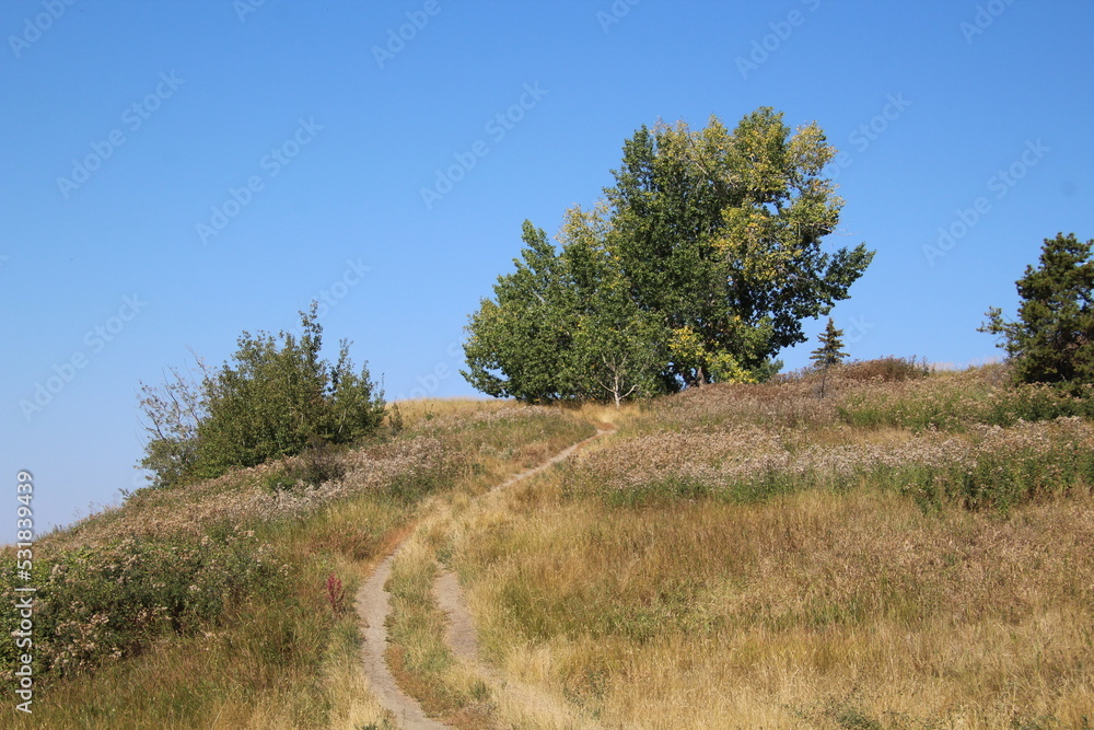 Obraz premium trees on the hill