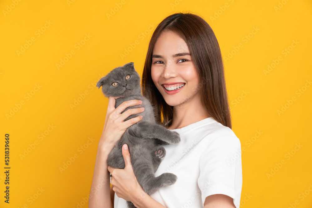 Studio shot of cheerful beautiful Asian woman hands holding a small blue-black kitten of the Scottish fold breed on orange background.