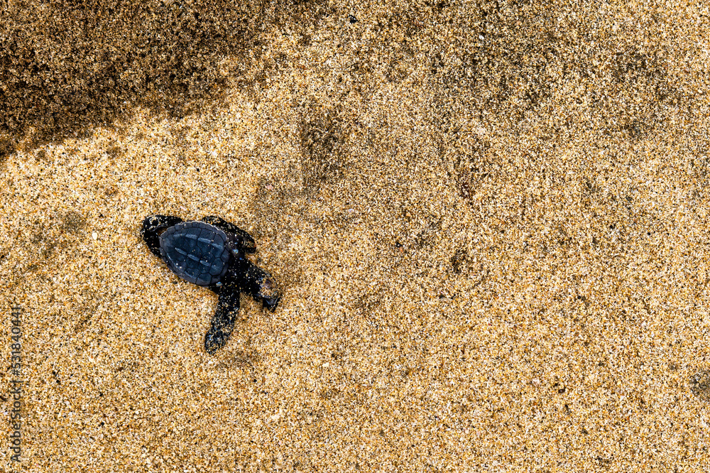 Dead newborn turtle in the sand with copyspace
