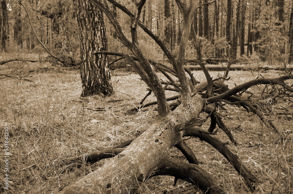 Pine forest in Kiev Region. Nature of Eastern Europe at autumn