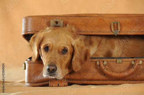 Golden Retriever, young bitch looks out of suitcase