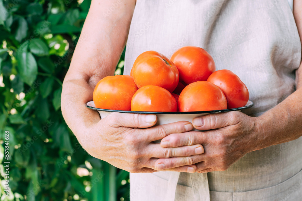 Hands of grandmothers hold a large bowl red tomatoes. Harvesting, delivery of agricultural products Hands of grandmothers hold a large bowl red tomatoes. Harvesting, delivery of agricultural products