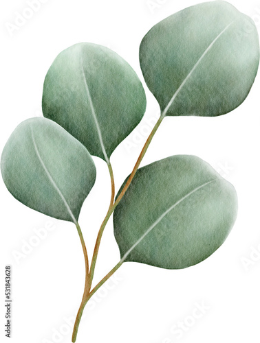 Watercolor eucalyptus leaves and branch