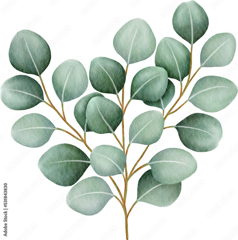 Watercolor eucalyptus leaves and branch Watercolor eucalyptus leaves and branch