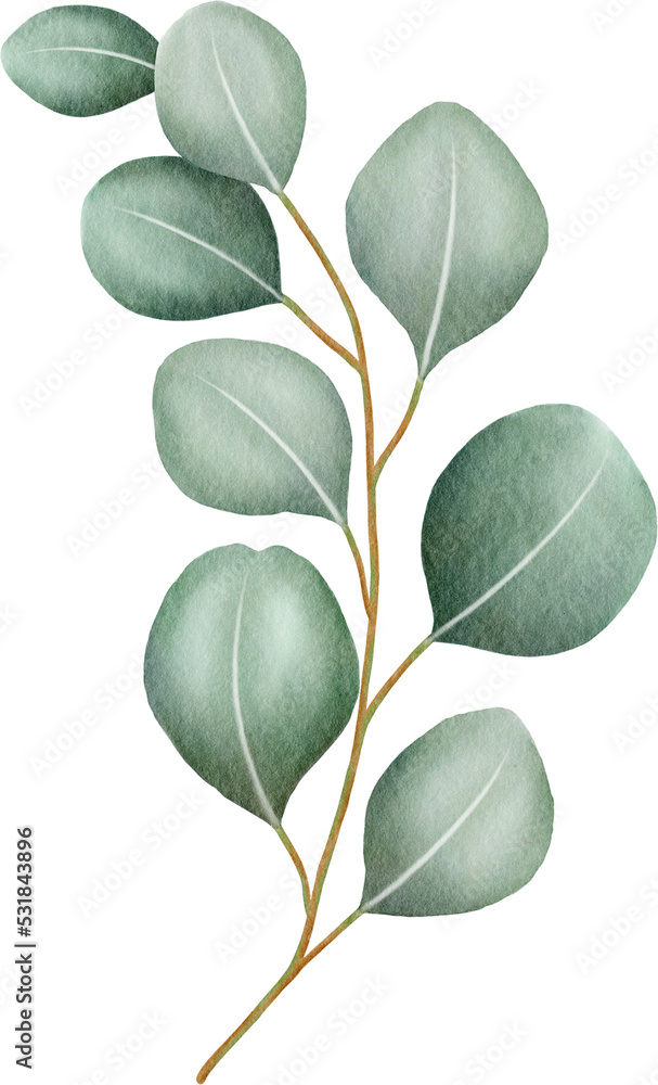 Watercolor eucalyptus leaves and branch Watercolor eucalyptus leaves and branch