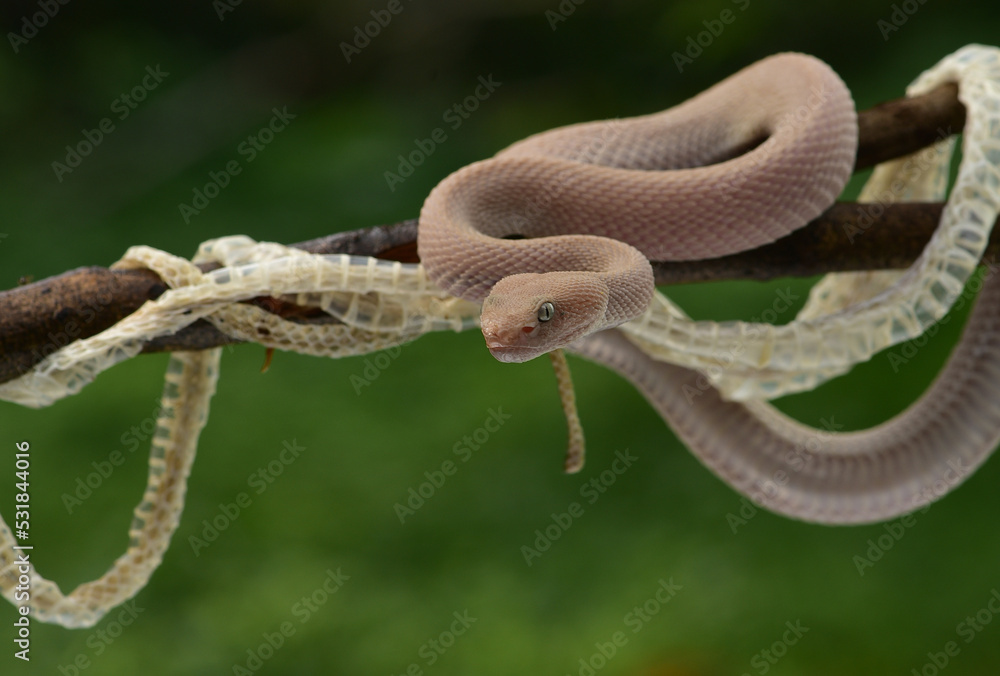Trimeresurus purpureomaculatus is a venomous pit viper species native