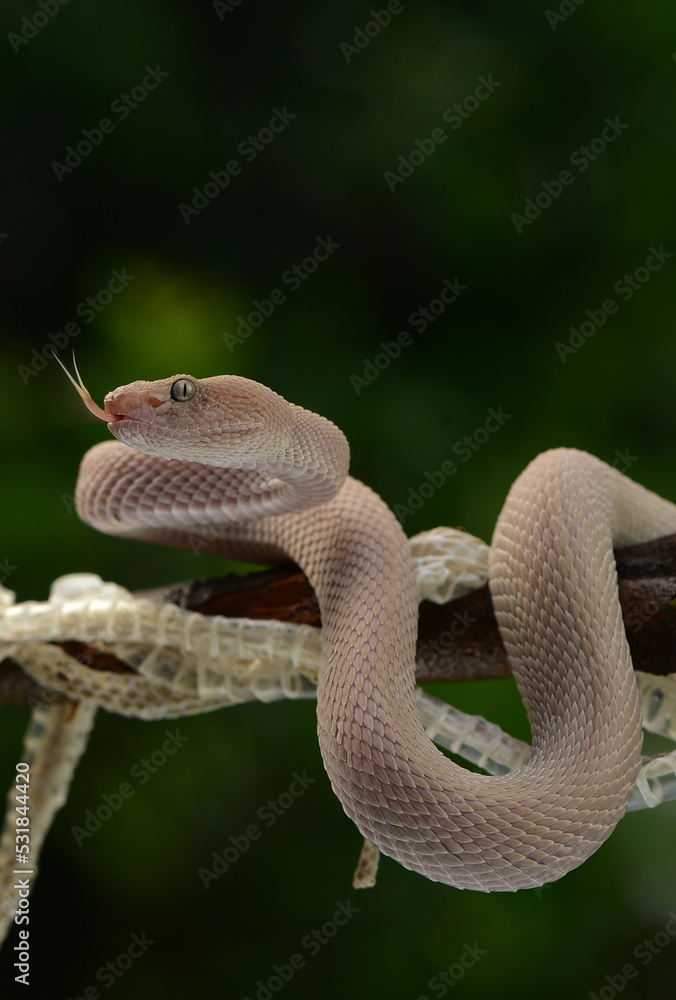 Fototapeta premium Trimeresurus purpureomaculatus is a venomous pit viper species native to India, Bangladesh, Indonesia and Southeast Asia. Common names include mangrove pit viper, mangrove viper, and shore pit viper.
