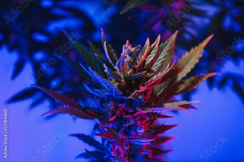 Cannabis Marijuana Leaf Background. Aesthetic beautiful medical marijuana leaves. Long banner with big purple cannabis leaf in colored light. Colorful hemp background